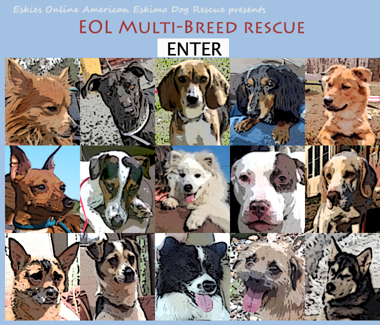 Eskies Online Presents: EOL Multi-Breed Dog Rescue, a 501(3)c organization, serving homeless dogs in the northeast, operating in New York, New Jersey, Connecticut, Rhode Island, Massachusetts, New Hampshire, Vermont, Maine and eastern Pennsylvania.  American Eskimo Dogs, mix breed dogs, Miniature Pinschers, Dachsunds, Pomeranians, Alaskan Malamutes, Siberian Huskies, Pit Bulls, Beagles, Terriers, and many more.  We place shelter dogs in foster homes, begin basic Canine Good Citizenship training, and match them with people who can provide secure, loving, permanent homes.