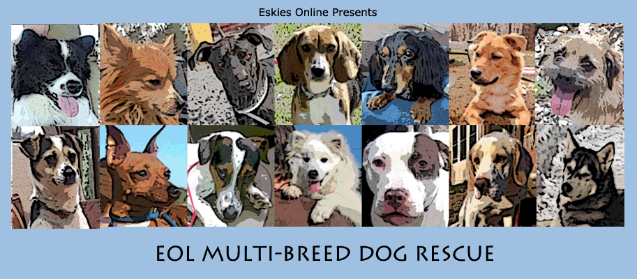 Eskies Online Presents: EOL Multi-Breed Dog Rescue, a 501(3)c organization, serving homeless dogs in the northeast, operating in New York, New Jersey, Connecticut, Rhode Island, Massachusetts, New Hampshire, Vermont, Maine and eastern Pennsylvania.  American Eskimo Dogs, mix breed dogs, Miniature Pinschers, Dachsunds, Pomeranians, Alaskan Malamutes, Siberian Huskies, Pit Bulls, Beagles, Terriers, and many more.