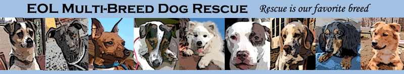 Dogs Available for Adoption from EOL Multi-Breed Dog Rescue, presented by Eskies Online.
