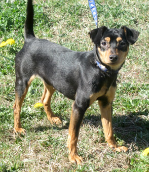 Min pin 2024 hound mix