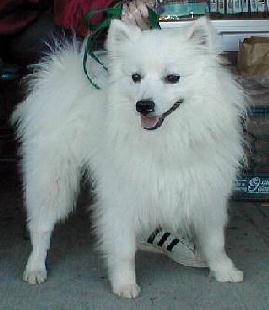 american eskimo dogshedding a lot