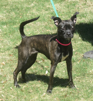 Miniature pinscher store boston terrier mix