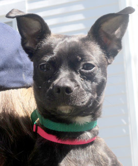 Boston terrier best sale chihuahua mix rescue