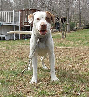 Lukas Brittany Spaniel German Shorthair Pointer Mix