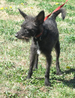 a schnauzer is a cross between a affenpinscher and what other dog